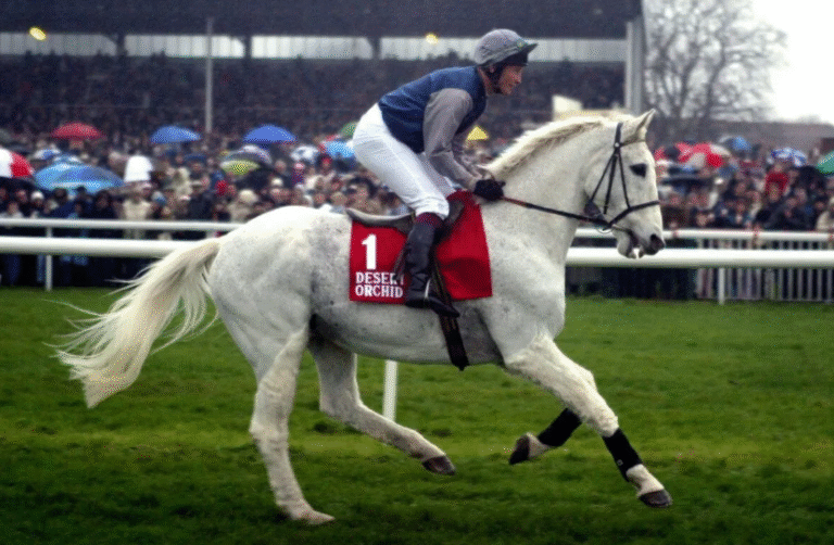 What Makes a Champion Racehorse? The Key Traits You Should Know